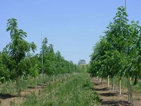 proceso de cultivo plantando en nueva area