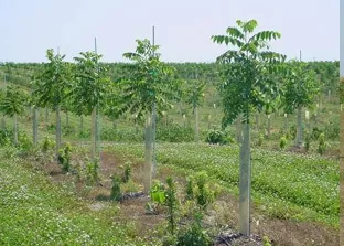 procesode plantacion determinado