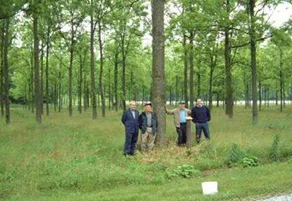 proceso productivo comenzando con la selección
