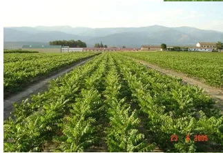 dedicacion del area de vivero