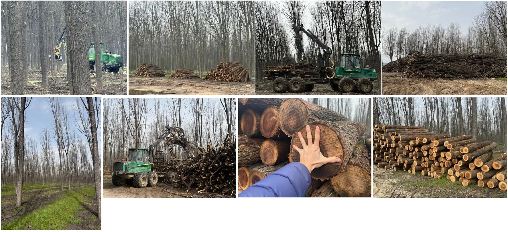 clara selectiva del 50% en Talayuela