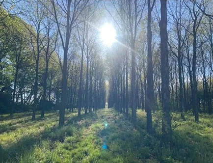 plantaciones de Indiana (USA)-1