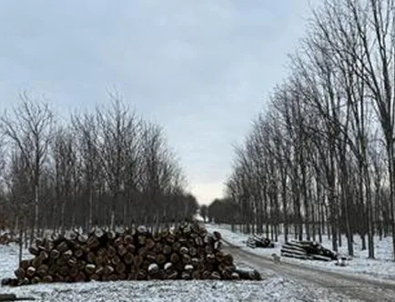 plantaciones de Indiana (USA)-4
