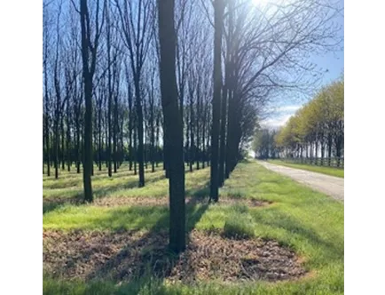 plantaciones de Indiana (USA)-3