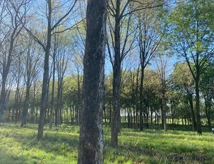 plantaciones de Indiana (USA)2