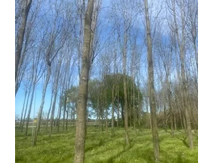 plantaciones de Indiana (USA)6