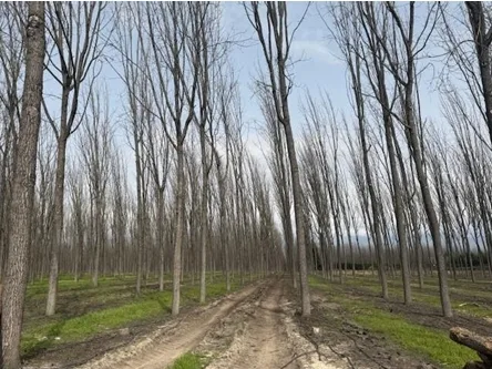 plantaciones talayuela 1