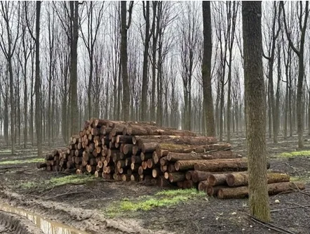 plantaciones talayuela 2