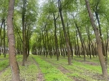 plantaciones talayuela 3