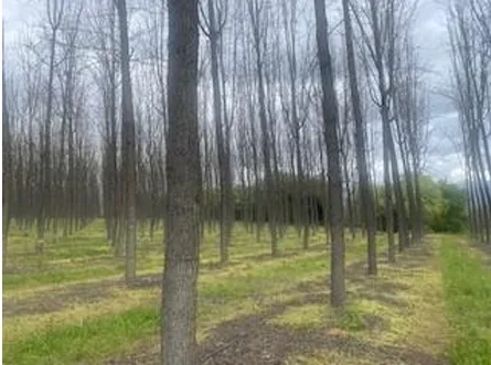 plantaciones talayuela 4