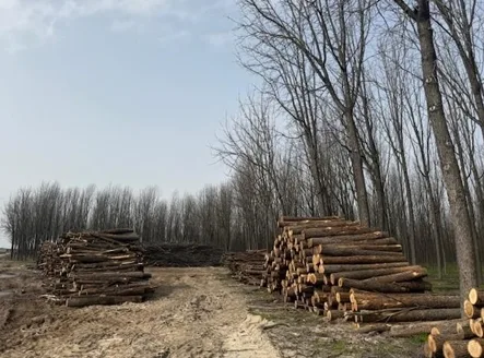 plantaciones talayuela 5