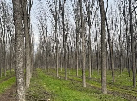 plantaciones talayuela 6